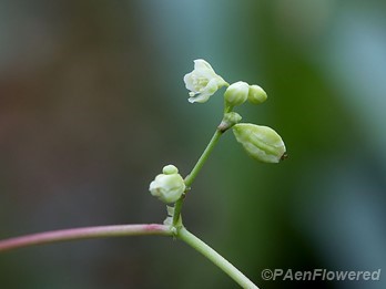 Fringed bindweed